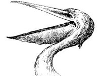 ANML0159.jpg
