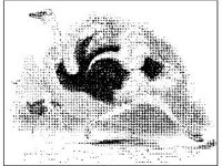 ANML0153.jpg