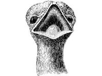 ANML0151.jpg