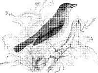 ANML0150.jpg