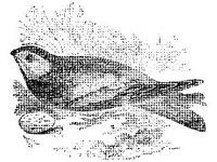 ANML0149.jpg