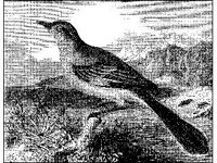 ANML0146.jpg