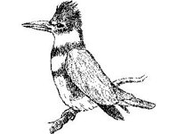 ANML0141.jpg