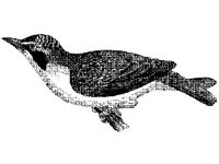 ANML0138.jpg