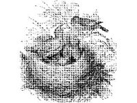 ANML0132.jpg