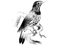 ANML0125.jpg