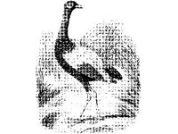 ANML0124.jpg