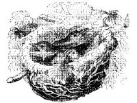 ANML0122.jpg