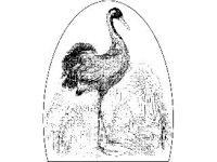 ANML0110.jpg