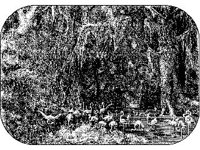 ANML0107.jpg