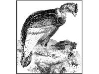 ANML0104.jpg