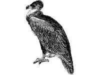 ANML0095.jpg