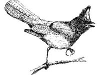 ANML0094.jpg
