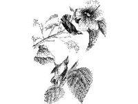 ANML0093.jpg
