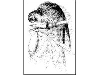 ANML0092.jpg
