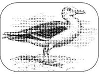 ANML0091.jpg