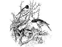 ANML0089.jpg