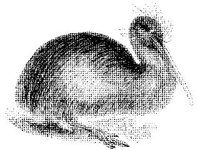 ANML0082.jpg