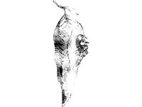 ANML0078.jpg