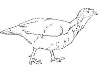 ANML0072.jpg