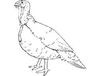ANML0065.jpg