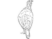 ANML0064.jpg