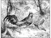 ANML0059.jpg