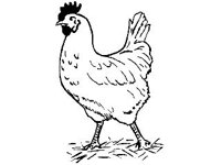 ANML0058.jpg
