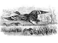 ANML0055.jpg