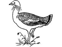 ANML0052.jpg