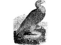 ANML0048.jpg