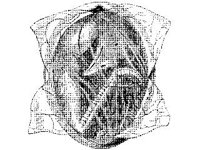 ANML0040.jpg