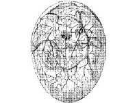 ANML0038.jpg