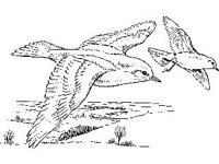 ANML0031.jpg