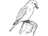 ANML0030.jpg