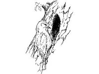 ANML0027.jpg