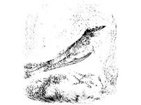 ANML0026.jpg
