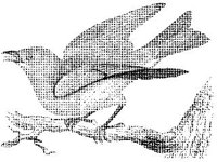 ANML0025.jpg