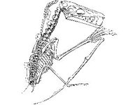 ANML0247.jpg