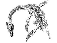 ANML0245.jpg