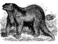 ANML0244.jpg