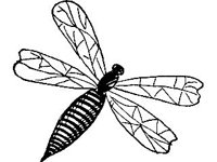 ANML0332.jpg