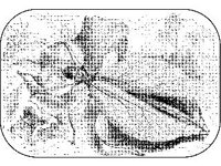 ANML0331.jpg
