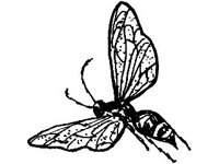 ANML0326.jpg