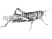 ANML0320.jpg