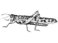ANML0319.jpg