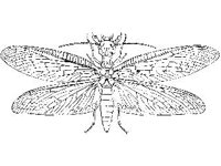 ANML0318.jpg