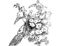 ANML0317.jpg