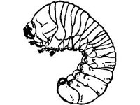 ANML0316.jpg