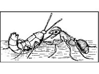 ANML0299.jpg